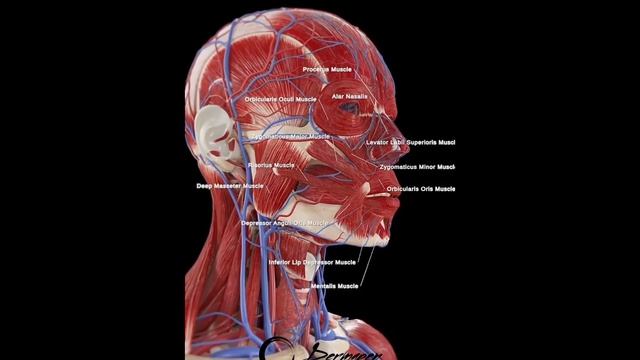 Название мышц лица с наглядным их расположением и кон? смотреть онлайн