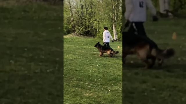 1 Оч/хор Leiksaid DARIUS JUMAL JURENDAB +++ №42. КЧК САНКТ-ПЕТЕРБУРГ 17 мая`25 Г.Гринько Моно нем.ов