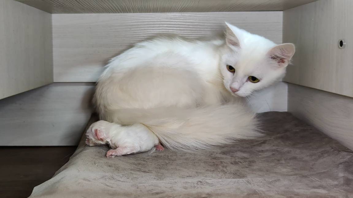 Новорожденный котенок. Третий день. Новорожденный котенок зовет свою маму. смотреть онлайн