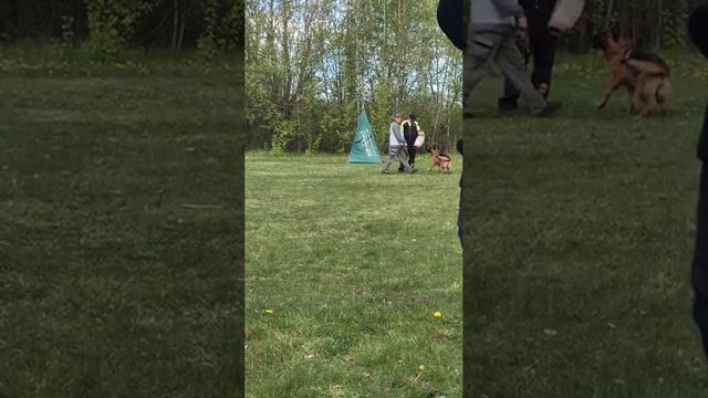 1 Оч/хор ВИВ'ЕН ЛИ +0+ №29. КЧК САНКТ-ПЕТЕРБУРГ 17 мая`25 Г.Гринько Моно нем.овч.