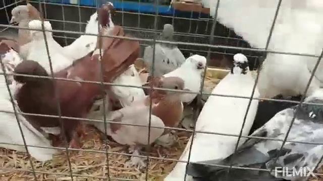 31.05.2025г Сборная ярмарка голубей птичий рынок садовод