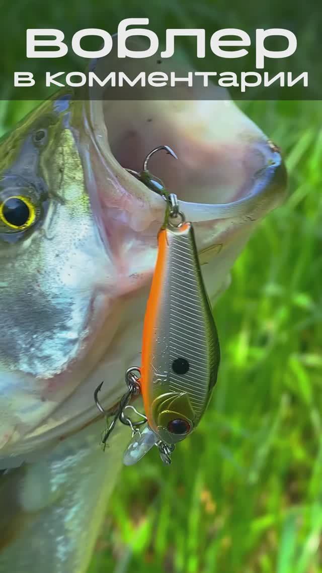 Поймал голавля, а вытащил жереха – вот это поворот! 🤣😃 #рыбалка #ловляголавля #ловляжереха смотреть онлайн