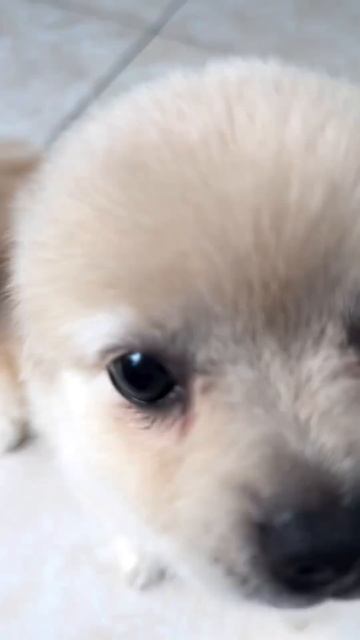 Happy dog смотреть онлайн