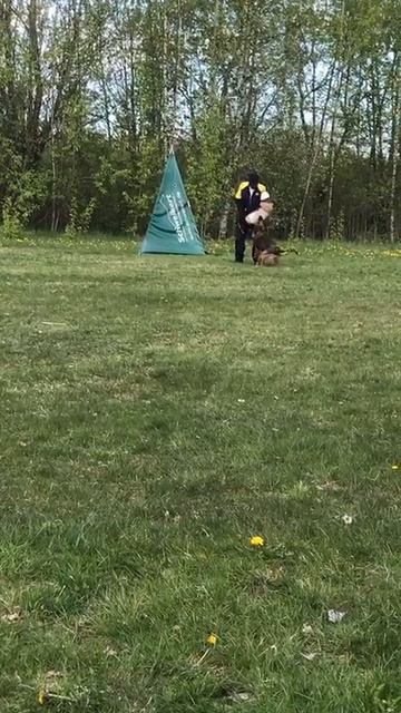 2 Отл. СС ХЕЛА ОДИНСДОТТИР Фром Россо Краш +++ №30. КЧК САНКТ-ПЕТЕРБУРГ 17 мая`25 Г.Гринько Моно нем