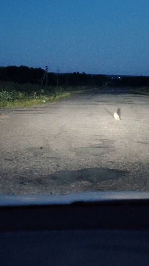 Нечто на дороге...