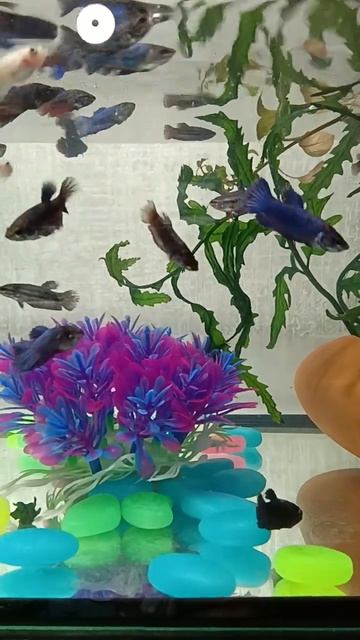 Рыбки Петушки. смотреть онлайн