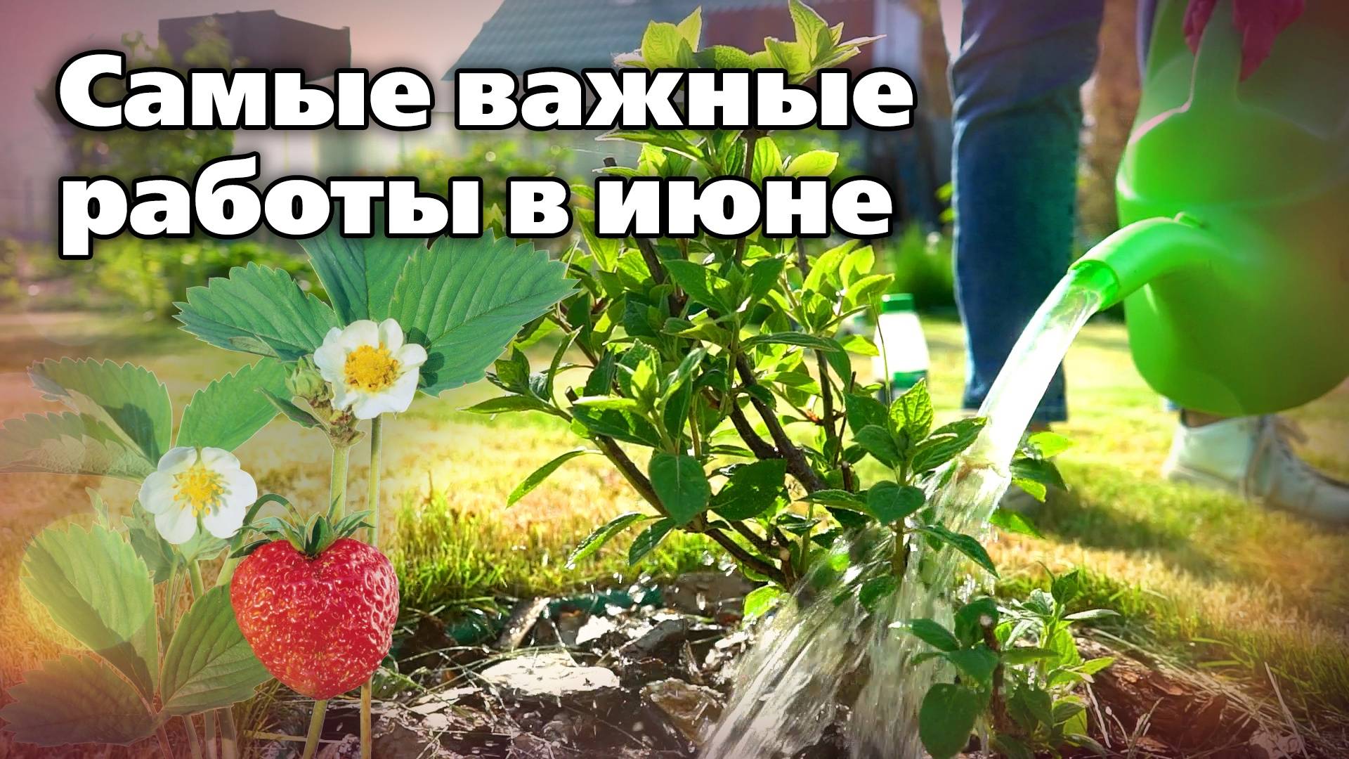 Актуальные работы начала июня. Чем обработать растения в саду смотреть онлайн
