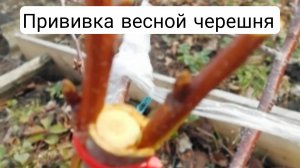 Весенняя прививка черешни Ипуть