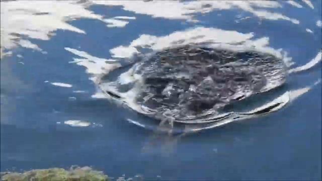 из жизни птиц смотреть онлайн