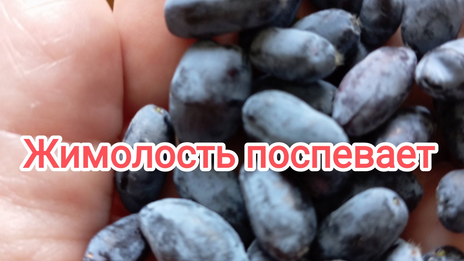 Жимолость поспевает. смотреть онлайн