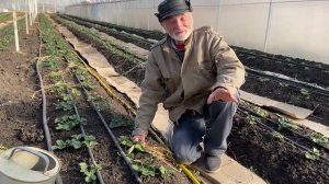 Как выращивают клубнику в Краснодарском крае Часть 1