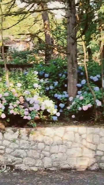 Цветение дикой гортензии в Абхазии!#Акармара #Ткварче? смотреть онлайн