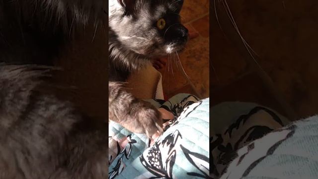 Мейн кун Маркиз, злится и кусается