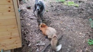 Лиса-Алиса. Лиса устроила погром на кухне