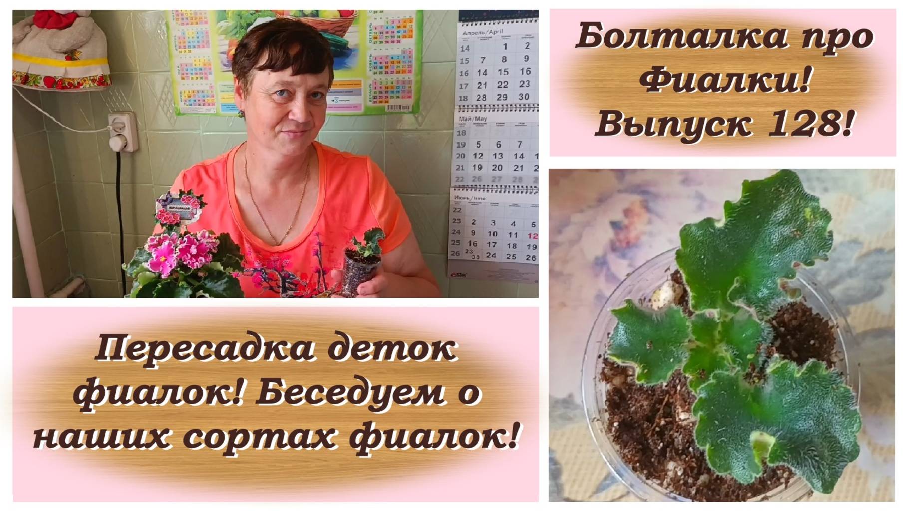 Болталка про Фиалки! Выпуск 128! Пересадка деток фиалок! Беседуем о наших сортах фиалок! смотреть онлайн