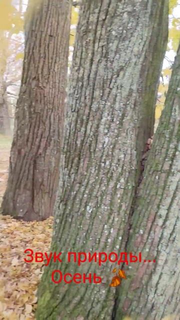 Павловский парк .Ленинградская область смотреть онлайн