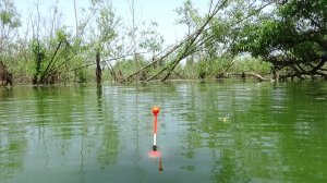 Рыбалка на очень заросшем кустами пруду на поплавочную удочку на карася - удивительное место