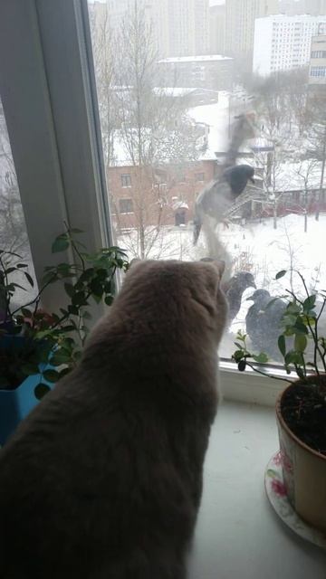 на подоконнике сижу и в окошко гляжу!