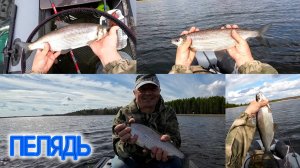 ПЕЛЯДЬ СЕЗОН ОТКРЫТ