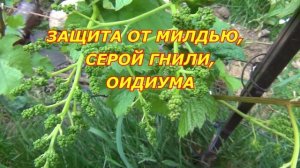 РАБОТЫ С ВИНОГРАДОМ в июне ДО ЦВЕТЕНИЯ