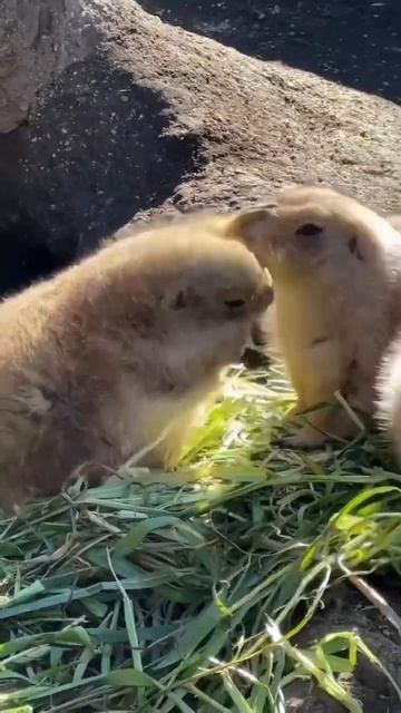 Ueno zoo смотреть онлайн