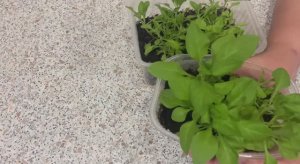 Петуния вегетативная Космик Пинк (Go! Tunia Cosmic Pink). Меристемные саженцы.