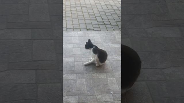 Новость Севастополь аренда дома с бассейном смотреть онлайн