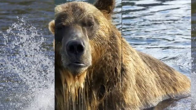 Кадры из фильма Земля медведей 3D смотреть онлайн