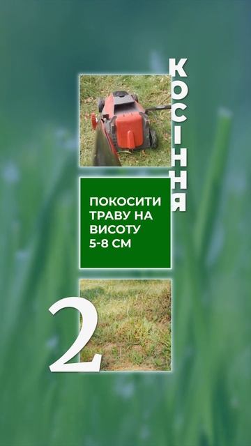 Як підживити газон навесні. Детальна інструкція ЯРОС