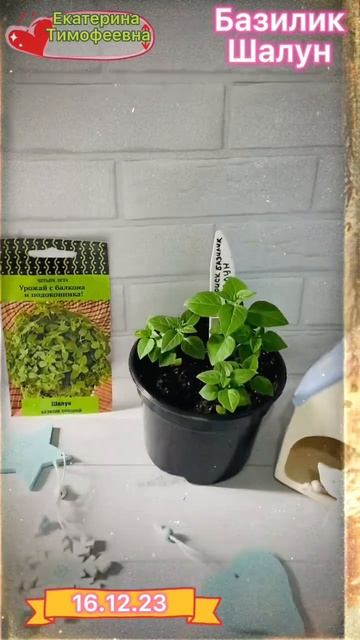 Базилик Шалун от Поиск @user-xn4yd5ug6i . #поиск #агрофирма #зи? смотреть онлайн