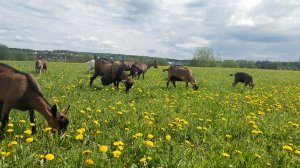 Загуляла☀️Допуск в разведение ❤️ САО и Олени 🌼Стройка 💥 Енотики ☀️