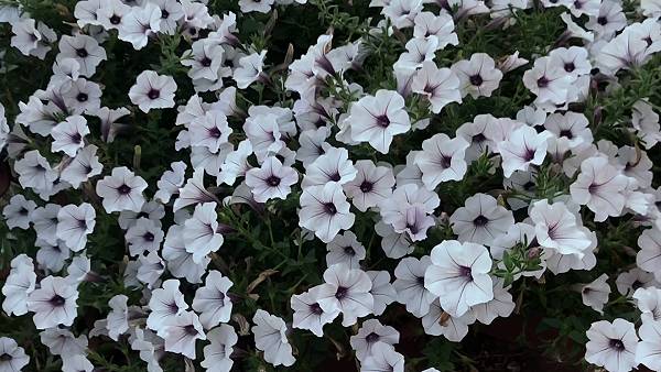 ГИГАНТСКАЯ почвопокровная петуния. смотреть онлайн