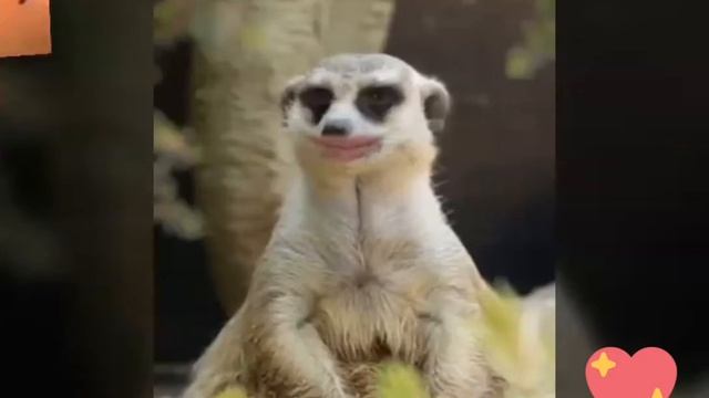 Мегахит смотреть онлайн