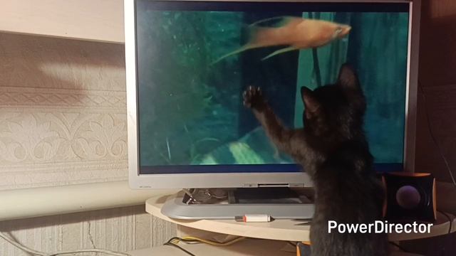 Котенок рыбак 😅😅😅 смотреть онлайн