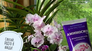 Результат помощи обгоревшей орхидее Аминосилом. Переселяю огромный декабрист на улицу на лето