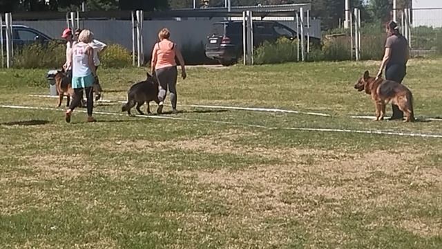 РАБОЧИЙ КОБЕЛИ / КЧК КРАСНОДАР 24 мая`25 Н.Морева Моно немецких овчарок