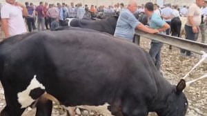 СУРХОНДАРЁ ДЕНОВ МОЛ БОЗОРИ ХАММАСИ БИТТАДА САВДО ЯХШИ