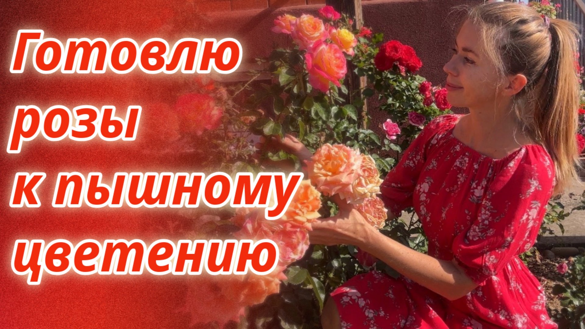 Уход за розами в начале лета: ВРЕДИТЕЛИ, БОЛЕЗНИ, ПОДКОРМКИ смотреть онлайн