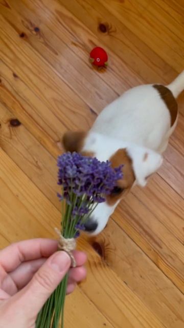 Первый букетик лаванды собран #лаванда #lavender #flowers #garden смотреть онлайн