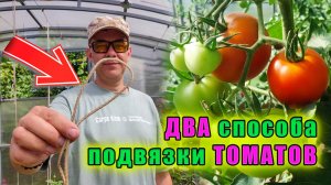 ДВА способа быстрой подвязки ТОМАТОВ и огурцов в теплице 🥒🍅