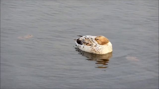 Утка кряква от альбиноса смотреть онлайн