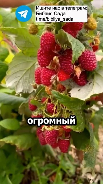 Лучшее средство для малины от вредителей и болезней, п смотреть онлайн