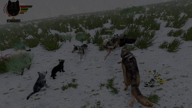 [WolfQuest AE] ЛагиБаги, приколы и странности #21 смотреть онлайн