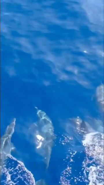 Мирисса. Шри-Ланка смотреть онлайн