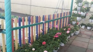 Аномальная жара!Как спасаю пеларгонии....