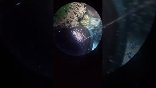 Как выглядит замещение серебра медью в нитрате смотреть онлайн