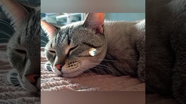 Сон кота смотреть онлайн