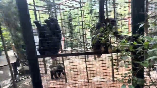 ОЧЕНЬ ВЕСЕЛОЕ видео! Олег Зубков пришел в гости к своим шимпанзе, не возможно не смеяться))) смотреть онлайн