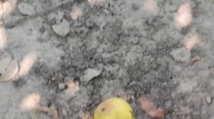 Лесная Красавица, нужна ли мне эта груша??? 🍐