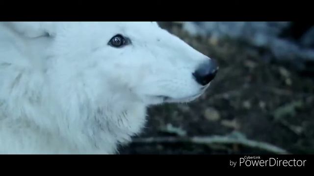 Клип к фильму Выживая с волками ||  Survivre avec les loups смотреть онлайн